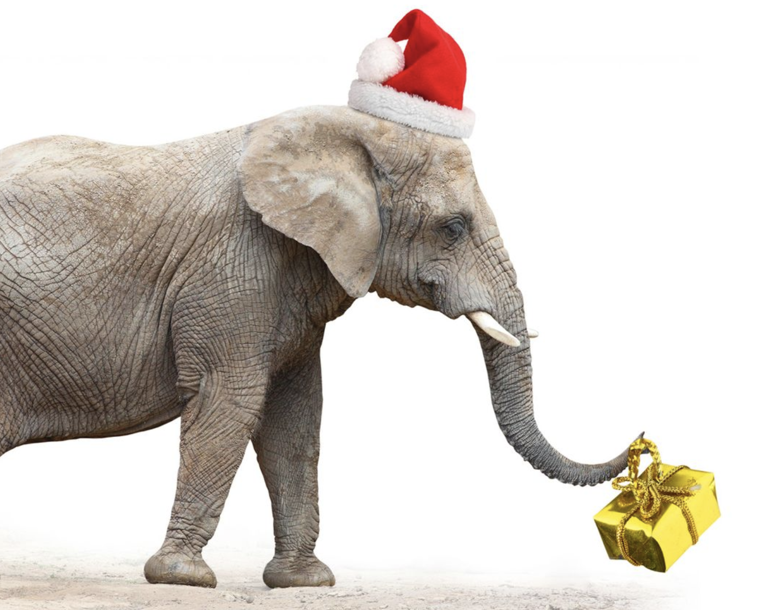 White Elephant: BodyCandy Edition