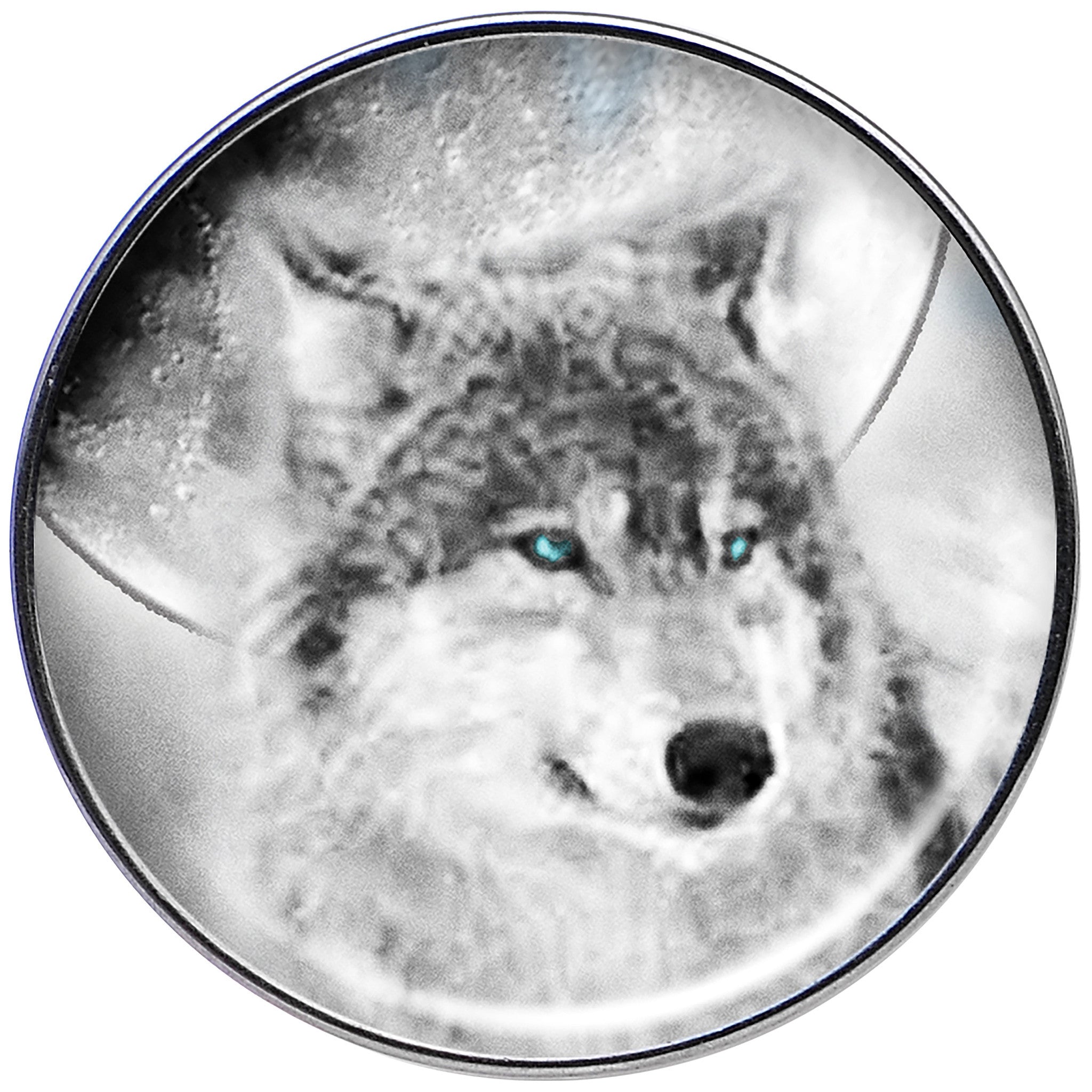 16 Gauge Blue Eyed Night Wolf Tragus Cartilage Earring