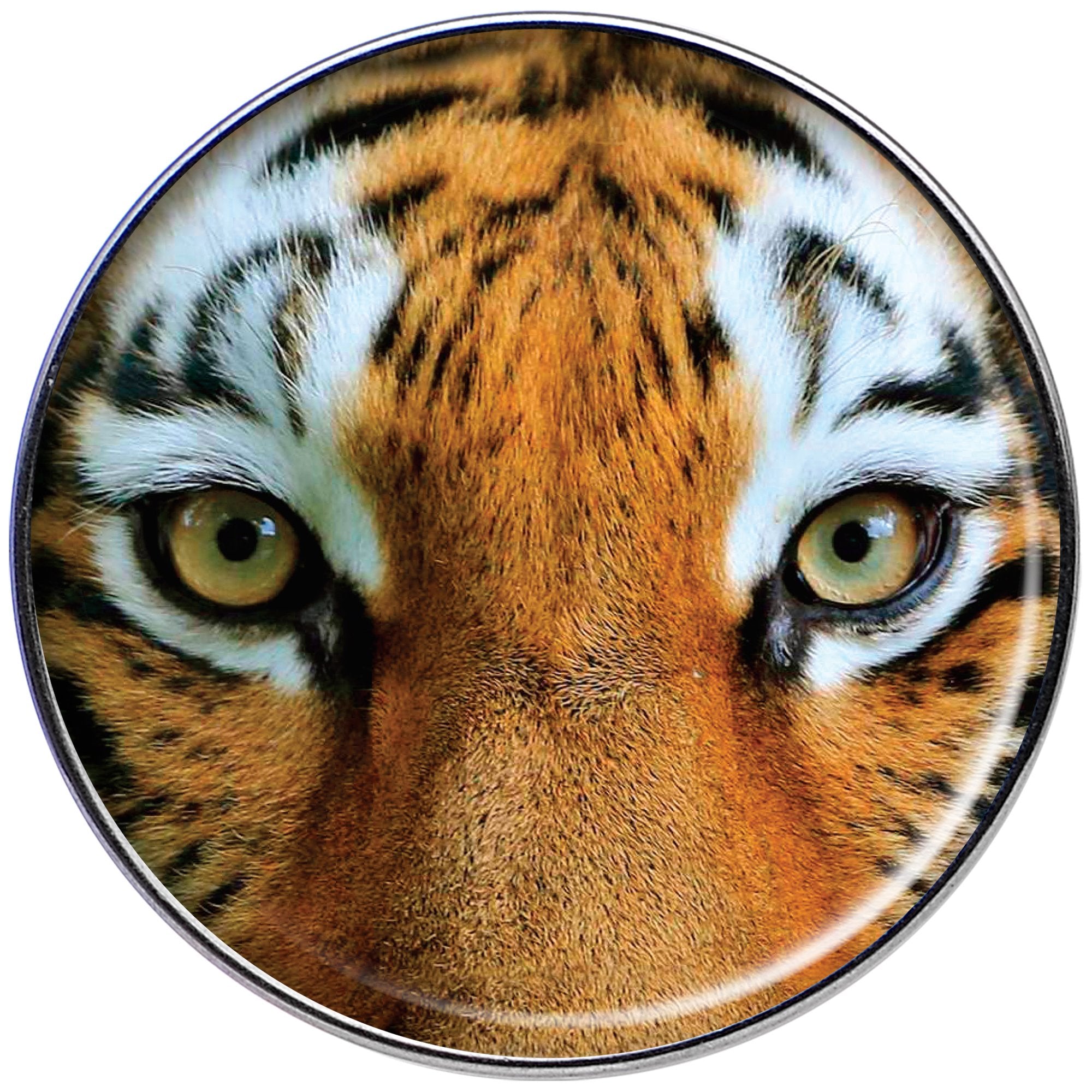 16 Gauge 1/4 Full Color Tiger Eyes Tragus Cartilage Earring